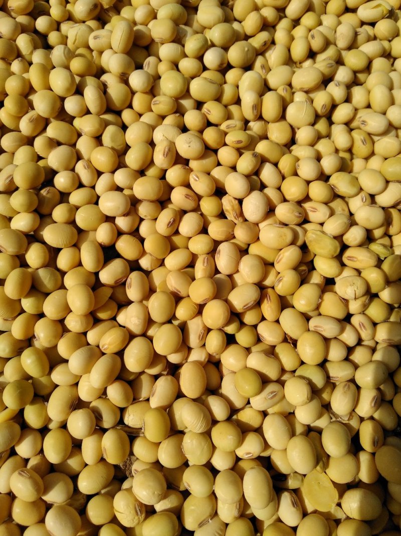 黄豆3万斤