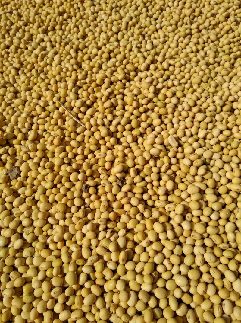 黄豆3万斤