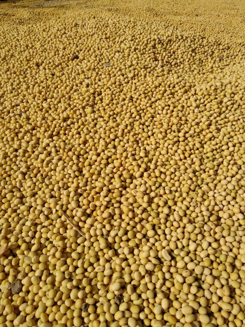 黄豆3万斤