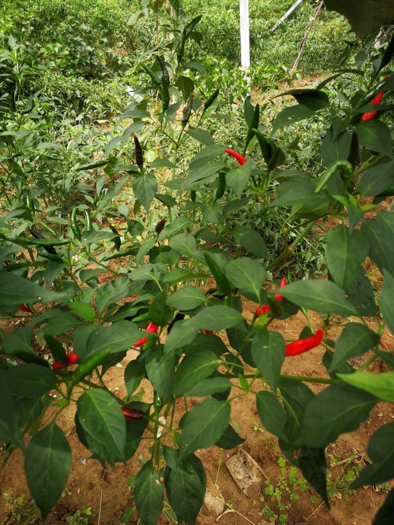 精品小米辣，韩国k7，现摘现卖，质量保证