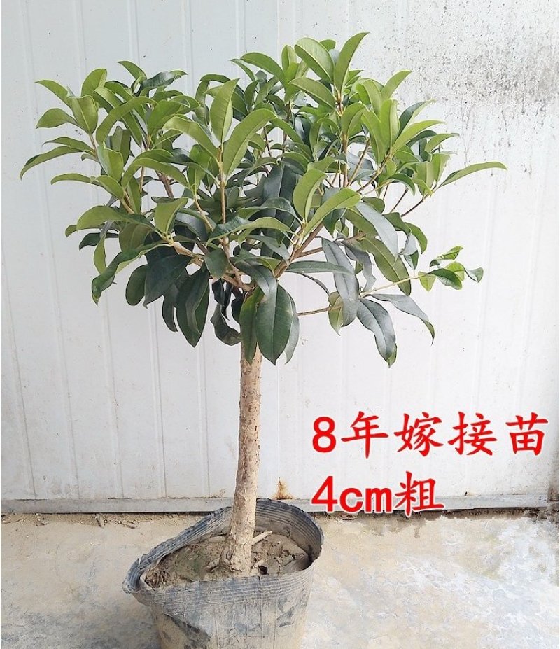 桂花苗桂花树苗丹桂金桂四季桂状元红桂花苗农户直销