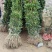 桂花苗桂花树苗丹桂金桂四季桂状元红桂花苗农户直销