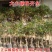 桂花苗桂花树苗丹桂金桂四季桂状元红桂花苗农户直销