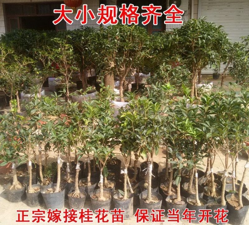 桂花苗桂花树苗丹桂金桂四季桂状元红桂花苗农户直销