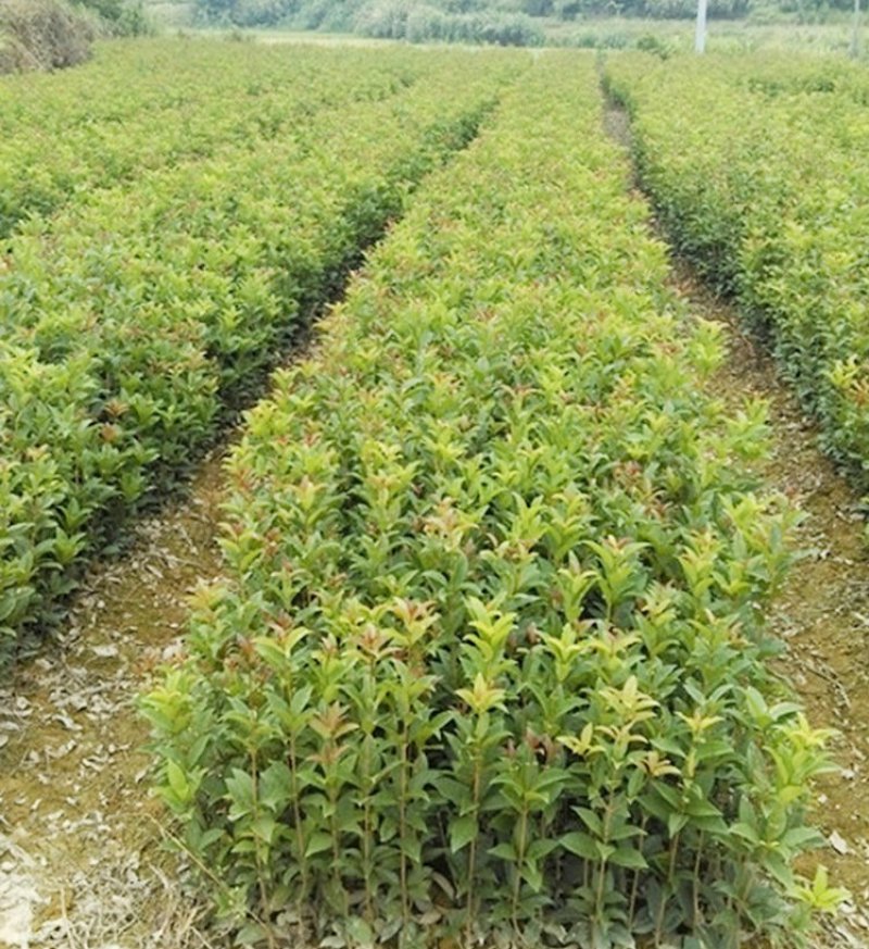 桂花苗桂花树苗丹桂金桂四季桂状元红桂花苗农户直销