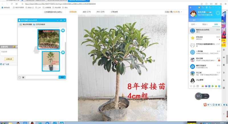 桂花苗桂花树苗丹桂金桂四季桂状元红桂花苗农户直销