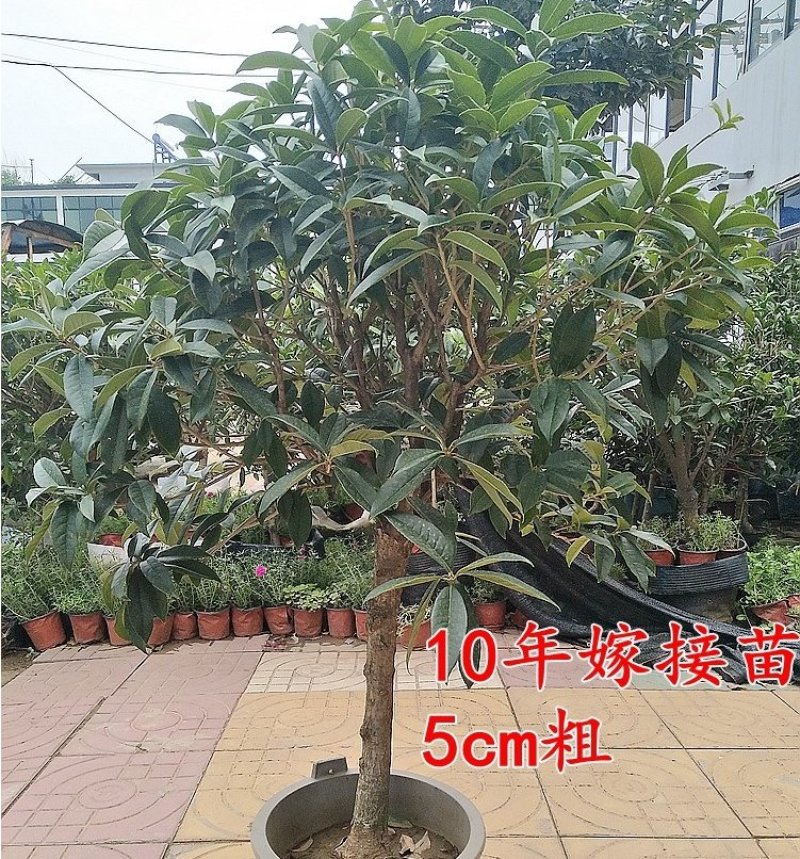 桂花苗桂花树苗丹桂金桂四季桂状元红桂花苗农户直销