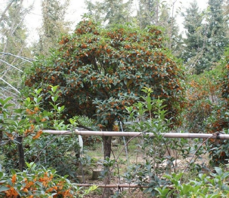 桂花苗桂花树苗丹桂金桂四季桂状元红桂花苗农户直销