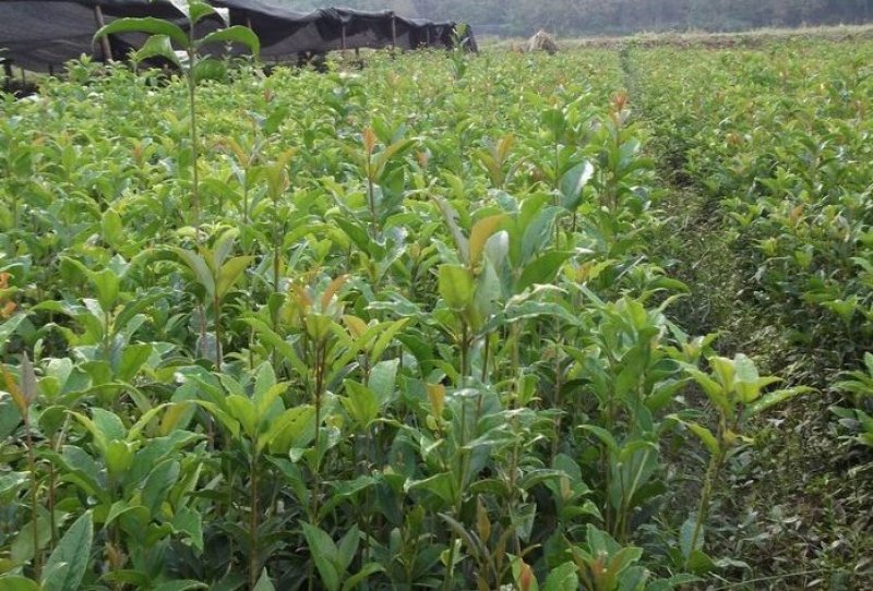 桂花苗桂花树苗丹桂金桂四季桂状元红桂花苗农户直销
