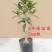 桂花苗桂花树苗丹桂金桂四季桂状元红桂花苗农户直销