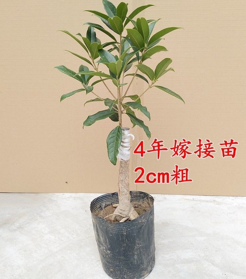 桂花苗桂花树苗丹桂金桂四季桂状元红桂花苗农户直销