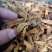 凌霄花1公斤起批不包邮量大电议