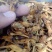 凌霄花1公斤起批不包邮量大电议