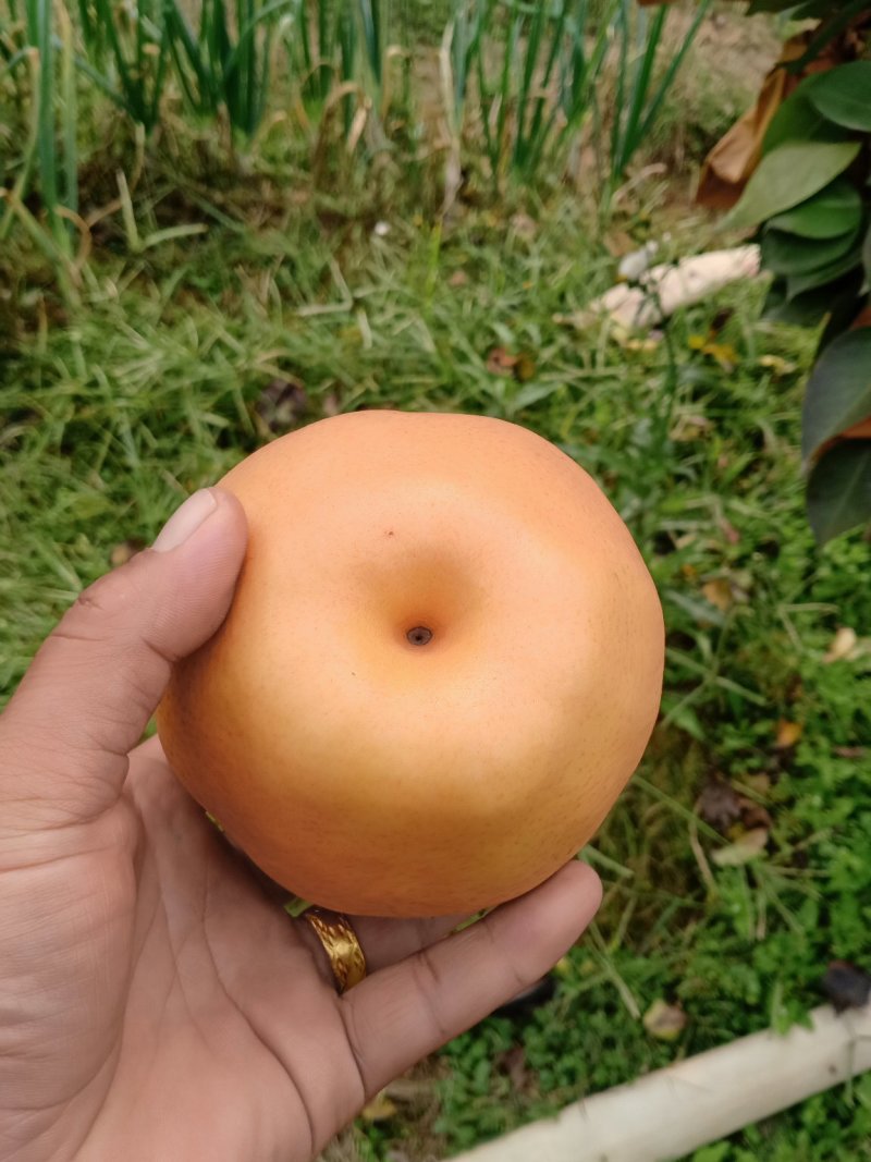 山东富硒金梨产地供应