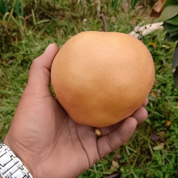 山东富硒金梨产地供应