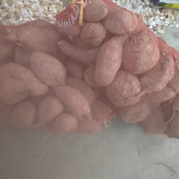 淮阳红薯