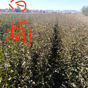 白榆苗各种规格包运输包成活量大从优品质好