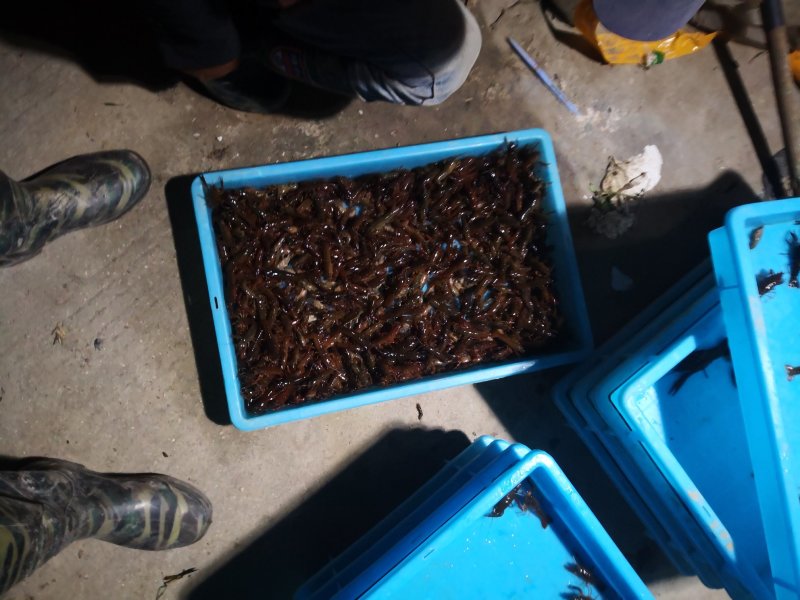 小龙虾苗，精养塘种虾苗