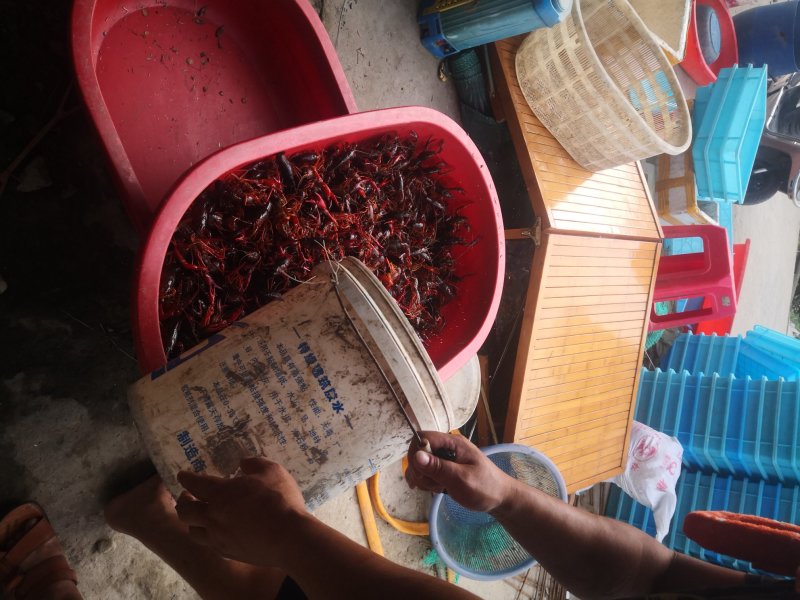 小龙虾苗，精养塘种虾苗