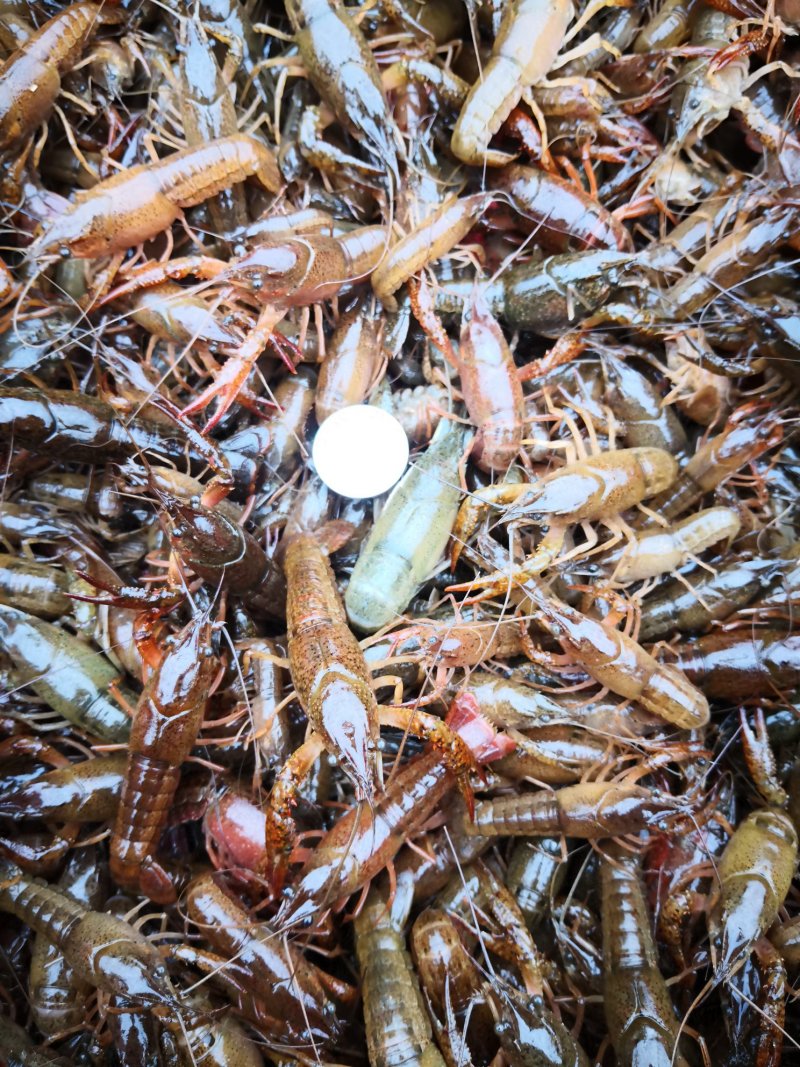 小龙虾苗，精养塘种虾苗
