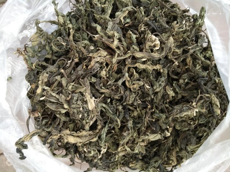 正宗马来西亚南非叶树苗干叶茶将军叶，自然晒干