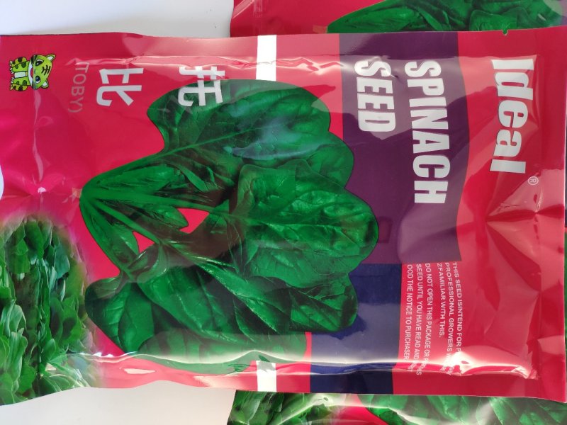黑圆叶耐寒耐热菠菜种籽春秋越冬红根菠菜种子原袋发货