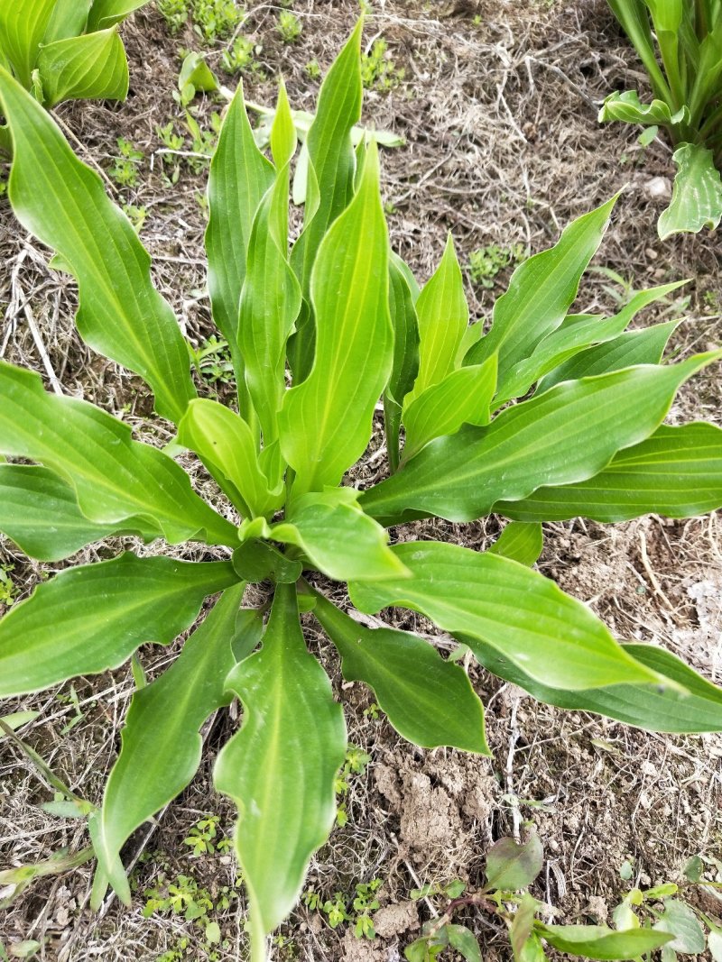 花卉玉簪！可上盆！大量