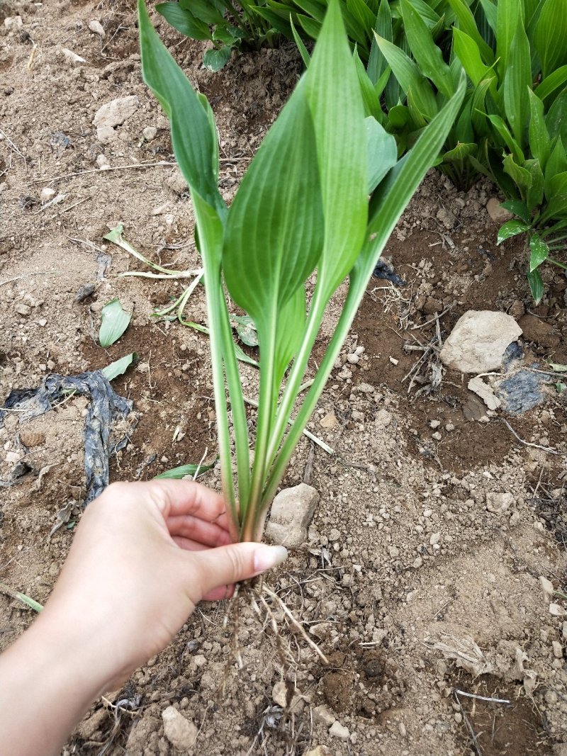 花卉玉簪！可上盆！大量