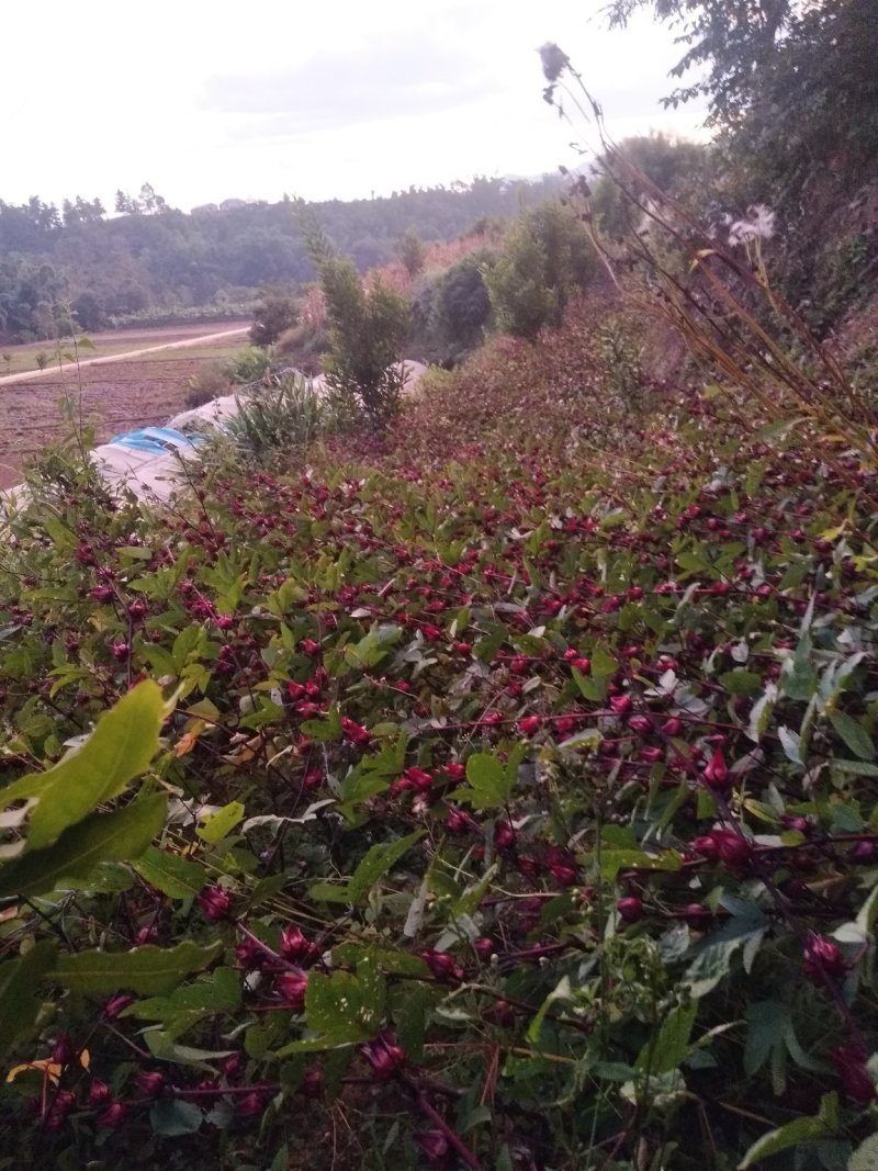 玫瑰茄