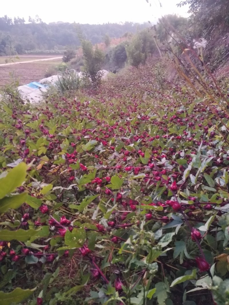 洛神花茶又名（玫瑰茄、红桃k、等）产自山间雨水和云雾里