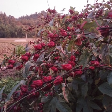 洛神花茶又名（玫瑰茄、红桃k、等）产自山间雨水和云雾里