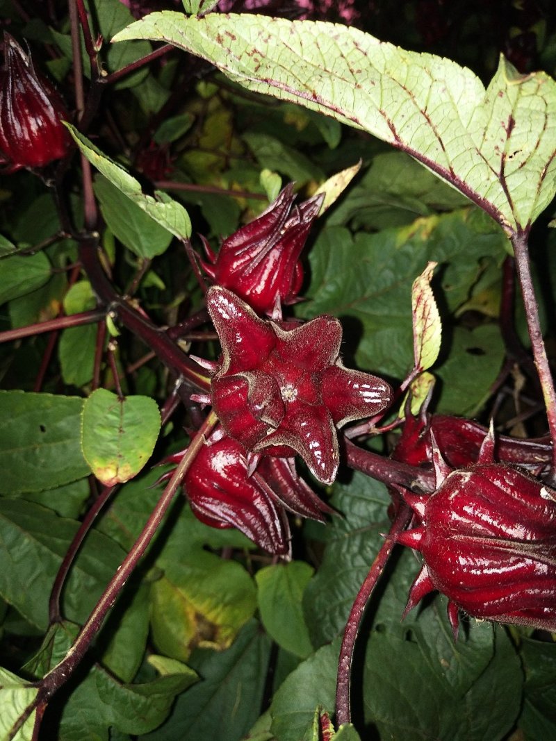 洛神花茶又名（玫瑰茄、红桃k、等）产自山间雨水和云雾里