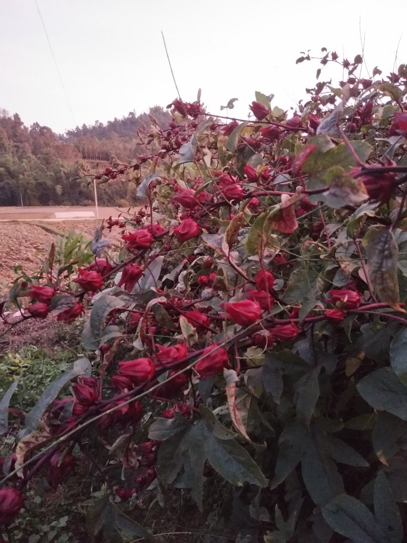 洛神花茶又名（玫瑰茄、红桃k、等）产自山间雨水和云雾里