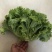 生菜叶