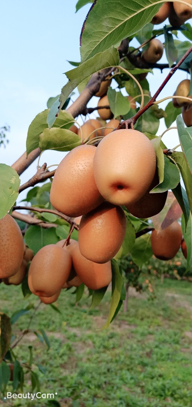 沙梨香梨金珠果王