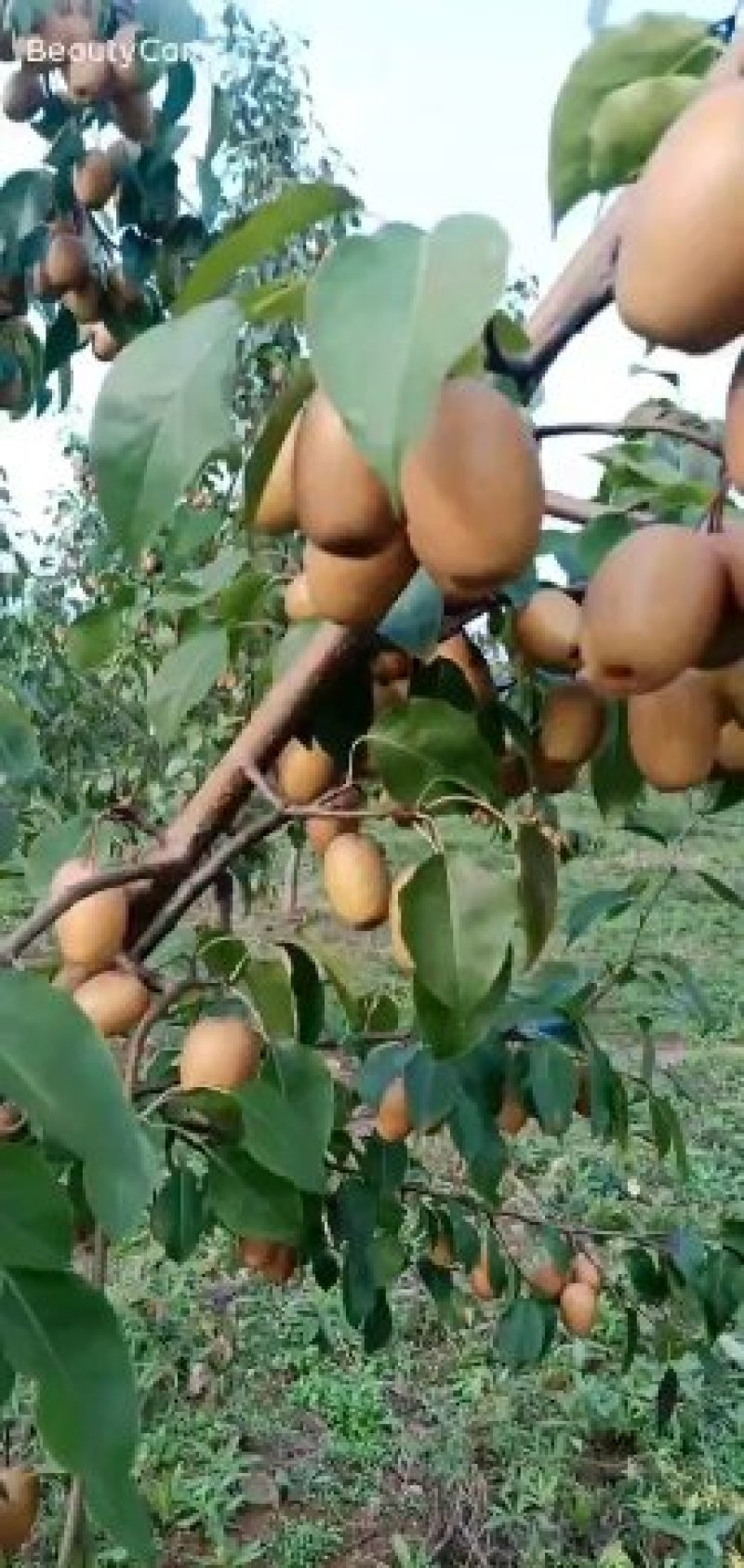 沙梨香梨金珠果王