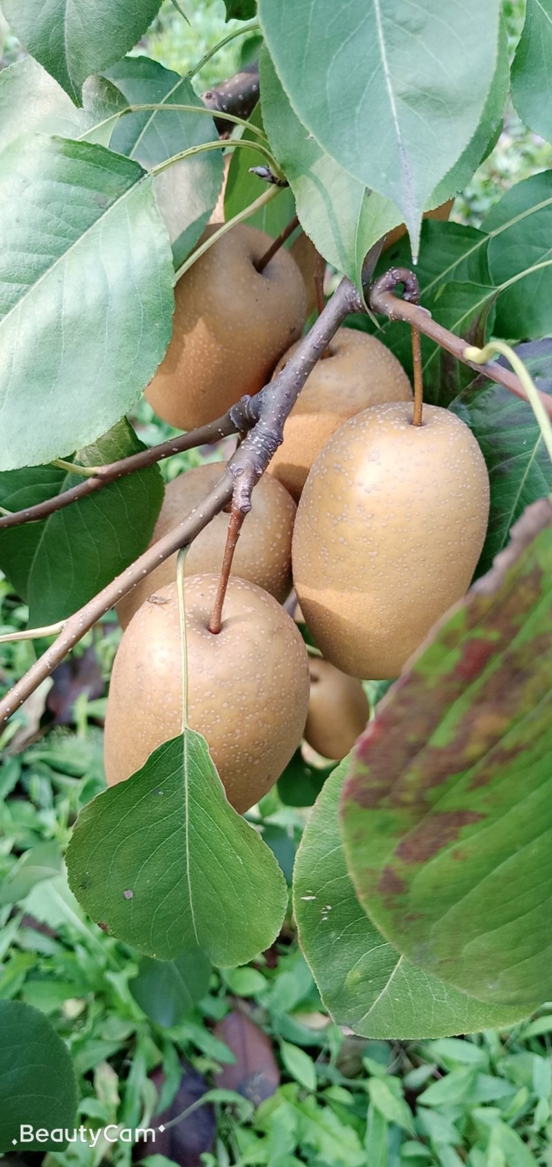 沙梨香梨金珠果王