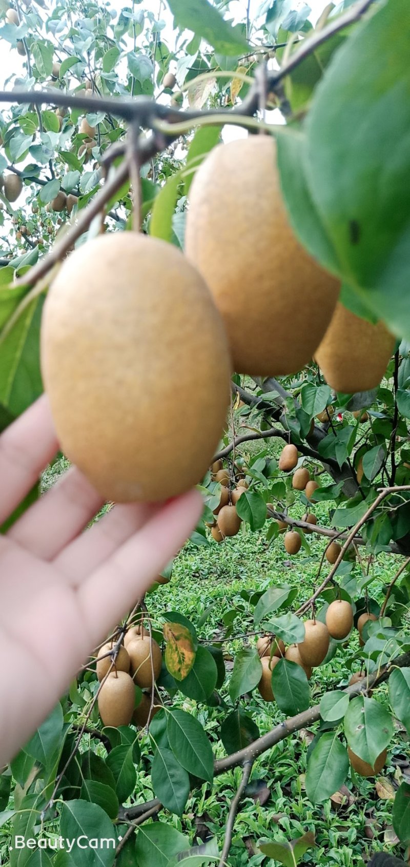 沙梨香梨金珠果王