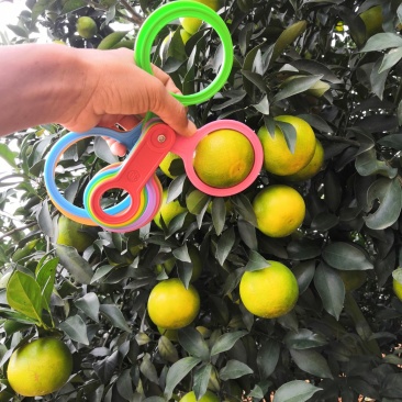 红江橙大量供应
