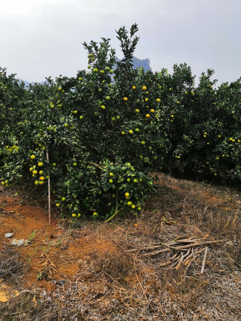 红江橙大量供应
