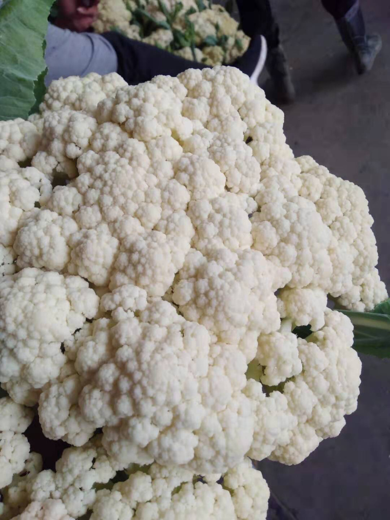 【推荐】紧花松花菜全国代发菜价实时更新对接商超