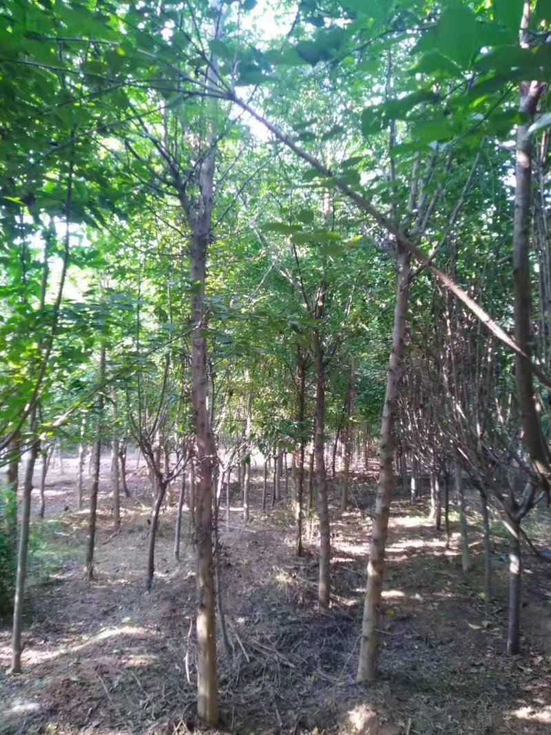 皂角树，基地直供各种规格皂角树，欢迎进店联系