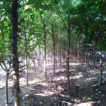 皂角树，基地直供各种规格皂角树，欢迎进店联系