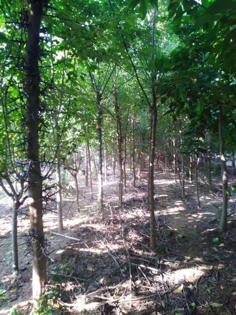 皂角树，基地直供各种规格皂角树，欢迎进店联系