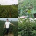 大红袍花椒苗，无刺花椒苗，1-3年花椒苗，九叶青花椒苗
