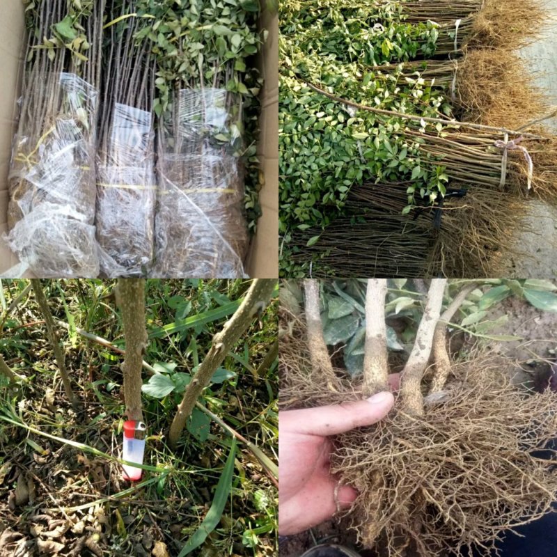 大红袍花椒苗，无刺花椒苗，1-3年花椒苗，九叶青花椒苗