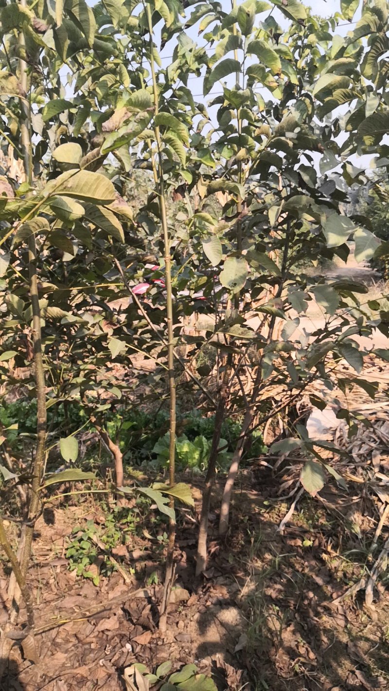核桃树苗，供应各种规格核桃树，树苗苗圃基地直发