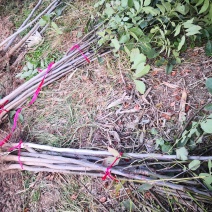 核桃树苗，供应各种规格核桃树，树苗苗圃基地直发