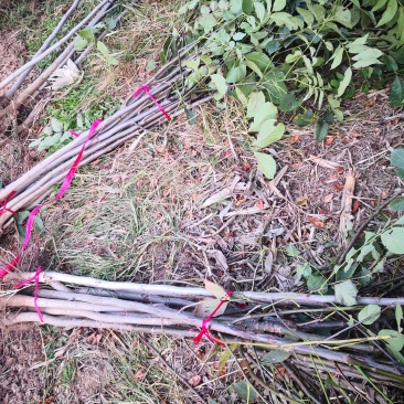 核桃树苗，供应各种规格核桃树，树苗苗圃基地直发