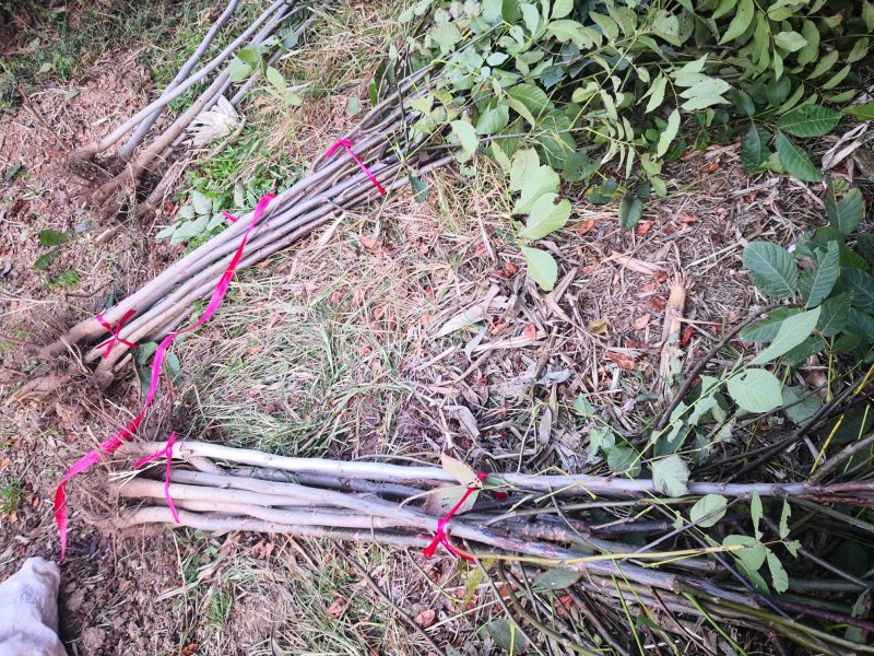 核桃树苗，供应各种规格核桃树，树苗苗圃基地直发